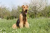 AIREDALE TERRIER 161